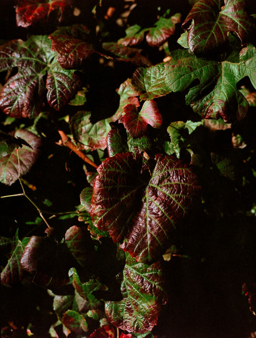 Close-up of green leaves with red and brown edges in low light.